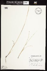 Poa arida image