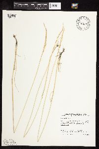 Poa arida image