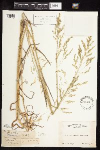 Poa bolanderi image