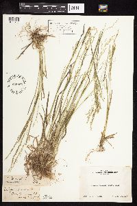 Poa bolanderi image