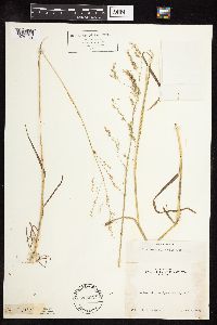 Poa bolanderi image