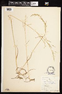 Poa bolanderi image
