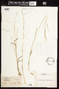 Poa bolanderi image