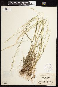 Poa bolanderi image