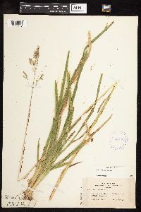 Image of Poa chaixii
