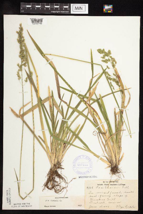 Poa chaixii image
