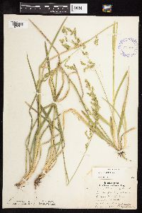Poa chaixii image