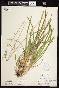 Poa chaixii image