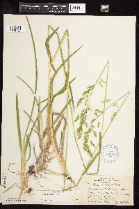 Poa chaixii image