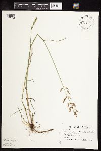 Image of Poa compressa