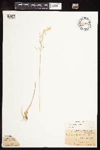 Poa arida image