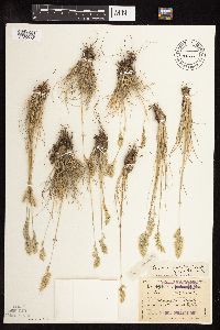 Image of Poa cusickii