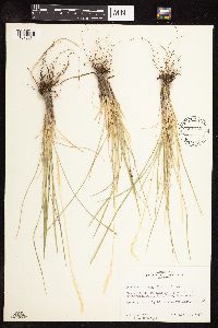 Image of Poa fendleriana