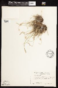 Image of Poa glauca