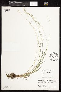 Poa glauca subsp. glauca image