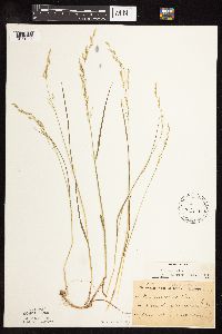 Image of Poa interior