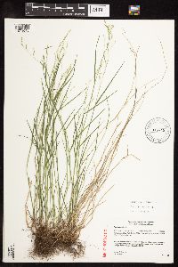 Poa nemoralis image