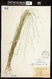 Poa nemoralis image