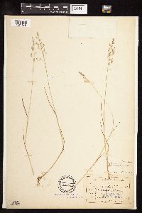 Poa nemoralis image