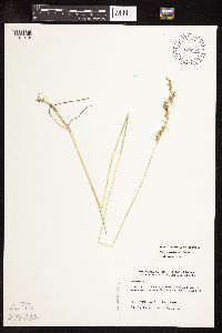 Poa pratensis subsp. agassizensis image