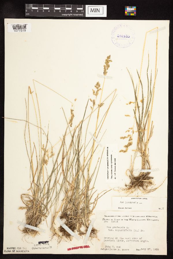 Poa pratensis subsp. agassizensis image