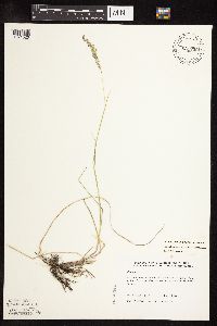 Poa pratensis subsp. agassizensis image