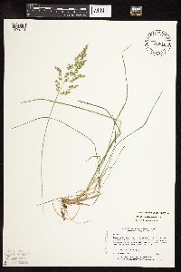 Poa pratensis subsp. agassizensis image