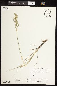 Poa pratensis subsp. angustifolia image