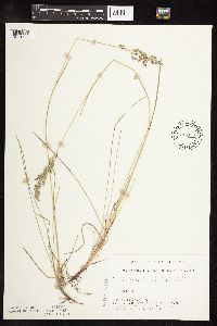 Poa pratensis subsp. angustifolia image