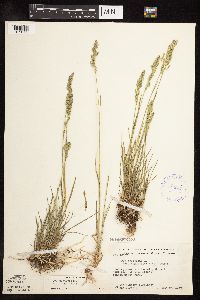 Poa pratensis subsp. angustifolia image