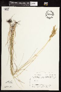 Poa pratensis subsp. angustifolia image