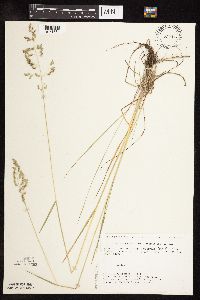 Poa pratensis subsp. angustifolia image