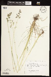 Poa pratensis subsp. angustifolia image