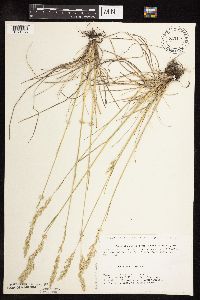 Poa pratensis subsp. angustifolia image