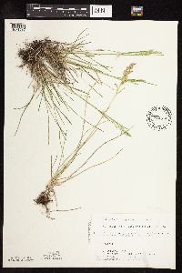 Poa pratensis subsp. angustifolia image