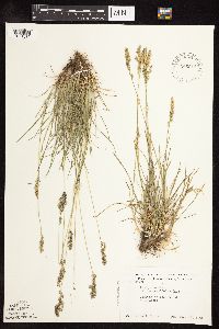 Poa pratensis subsp. angustifolia image