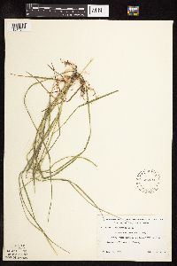 Poa pratensis subsp. angustifolia image