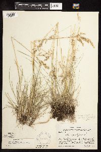 Poa pratensis subsp. angustifolia image