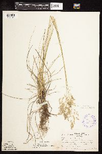 Poa pratensis subsp. angustifolia image