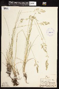 Poa pratensis subsp. angustifolia image