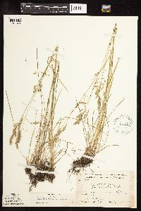 Poa pratensis subsp. angustifolia image