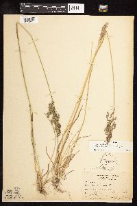 Poa pratensis subsp. angustifolia image