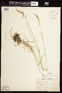 Poa pratensis subsp. angustifolia image