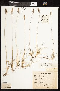 Poa pratensis subsp. angustifolia image