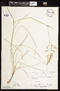 Poa pratensis subsp. angustifolia image