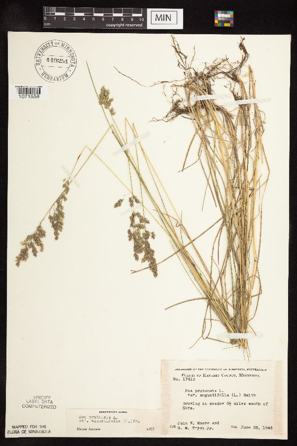 Poa pratensis subsp. angustifolia image