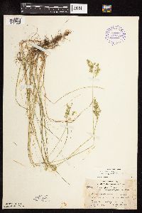 Poa pratensis subsp. angustifolia image