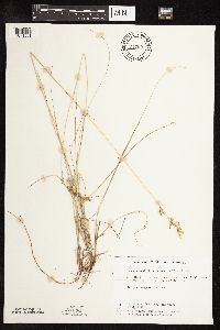 Poa pratensis subsp. angustifolia image