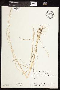 Poa pratensis subsp. angustifolia image