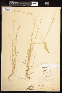 Poa pratensis subsp. angustifolia image